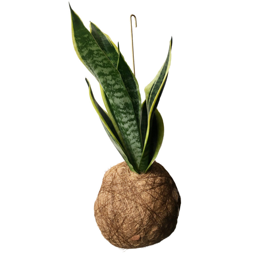 KajaSkytte-Planteplaneter-Hængeplanter-Kokosbold-Plantekugle-Sukkulent-Banjonet-den sjove gave-sjov gaveidé-gave-levende gave-plante planet-designkollektivet-kollektiv af designere-stefansgade gave-nørrebro gave-nice presents at nørrebro-anderledes gaveidé-værtindegave-alternativ buket-buket i kbh